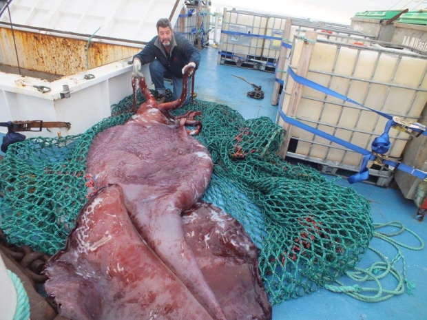 Appearance - Colossal Squid