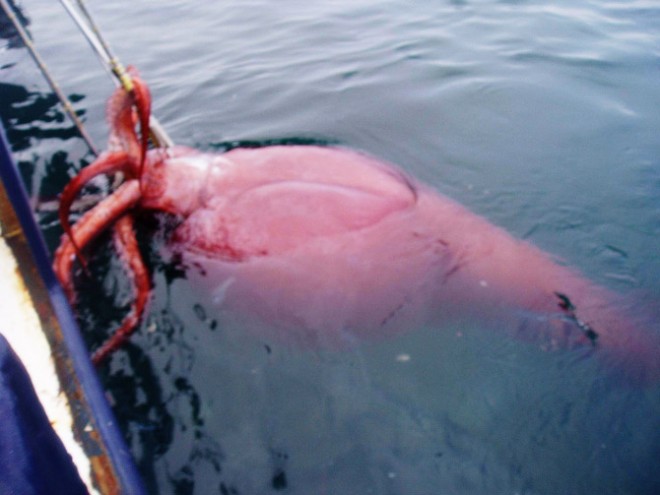 Appearance - Colossal Squid